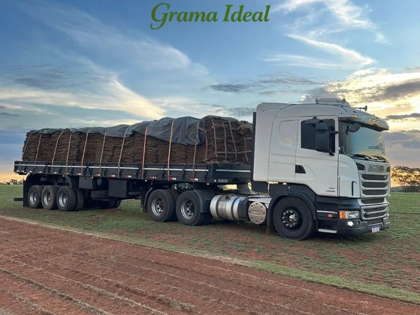 Assentamento de grama em rolos