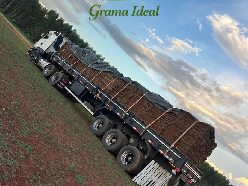 Assentamento de grama natural