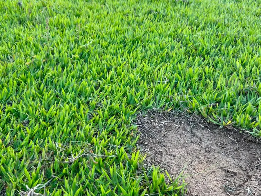 Grama Batatais